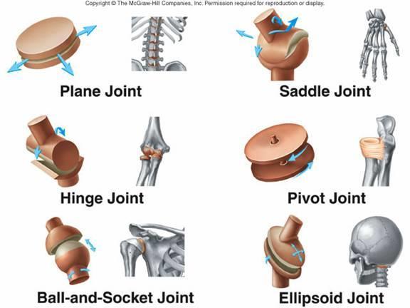 Types of Synovial Joints The structure of a synovial joint These type of joints, also known as Freely Moveable joints, are