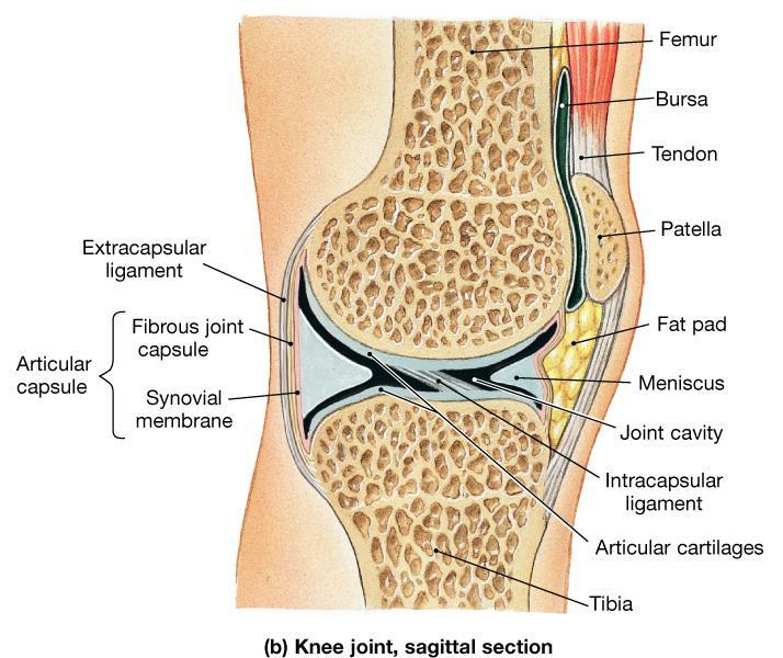 The membrane secretes a fluid called Synovial Fluid which helps to produce Friction Free Movement.