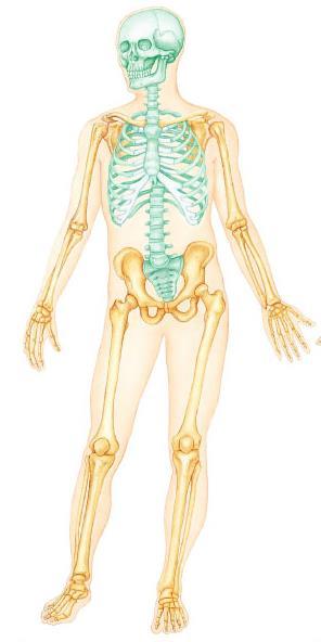 Skeletal System: Introduction The human skeletal system consists of bones, cartilage, ligaments and tendons and accounts for about 20 of the body weight.