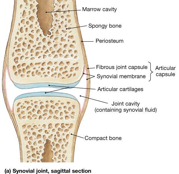 The structure of a synovial joint Ligaments: - are bands of tough, fibrous tissue; - they vary in shape and size; - they hold bones together at