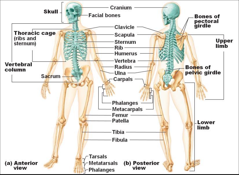 Division of the Skeletal System Axial skeleton Appendicular skeleton Skull Vertebral column Rib cage 80