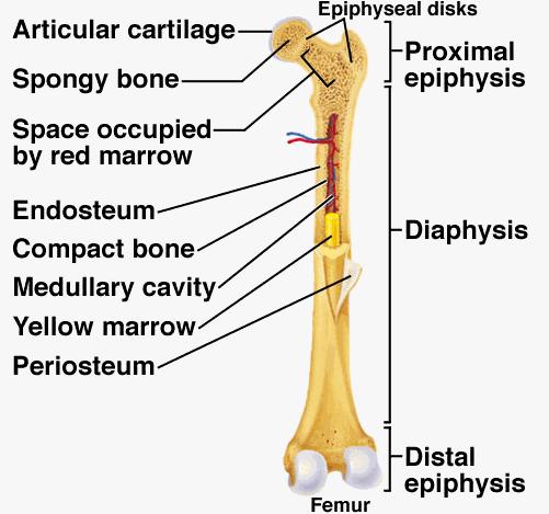 Structure of Typical Long Bone Structure of Typical Long Bone DIAPHYSIS is the shaft of the bone which surrounds the medullary cavity.