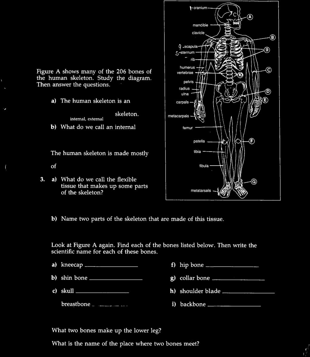 THE HUMAN SKELETON ^-cranium. mandible clavicle Figure A shows many of the 206 bones of the human skeleton. Study the diagram. Then answer the questions. 1.