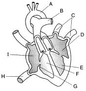 The Heart 7. Here is a picture of the heart. Please use the internet to label the heart. A: B: C: D: E: F: G: H: I: Lesson Summary The cardiovascular system consists of the, a network of blood, and.