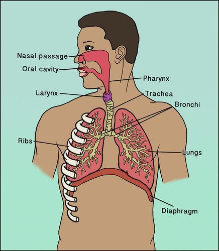 What is Respiration? Chapter 4, Section 1: The Respiratory System 1. The word respiration means: 2. What is the main function of red blood cells? 3.