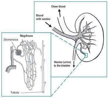 10. On the diagram of the kidney and nephron draw arrows showing the movement of blood and filtered fluid. How the Kidneys Maintain Homeostasis? 11.