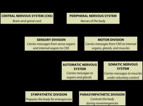 Central Nervous System 8. What are the two main parts of the central nervous system? and 9. Match the parts of the brain to their function.