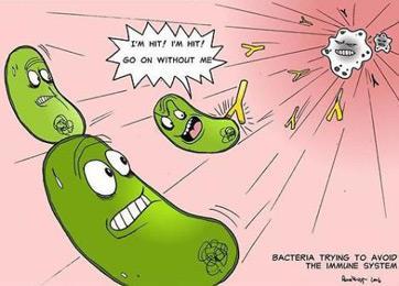 Immune Reponses 11. Explain this B cell response below in the picture? Explanation: 12.