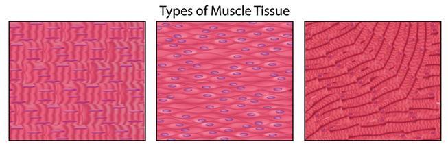 Chapter 1, Section 4: The Muscular System What are Muscles? 1. Long, thin cells that are able to contract are called muscle. How a Muscle Contracts 2.