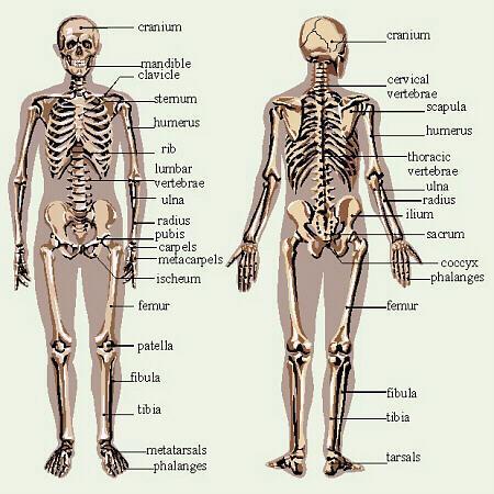Skeletal System Composed of the body s bones and associated ligaments, tendons, and cartilages.