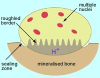 bone resorption and is part of