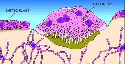 Here, we see a cartoon showing all 3 cell types. Osteoblasts and osteoclasts are indicated.