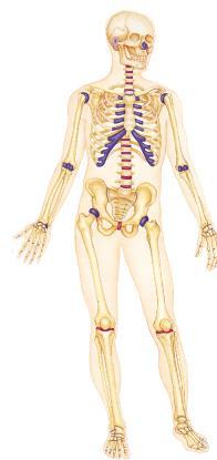 Skeletal System Functions: 3. Movement Skeletal muscles use the bones as levers to move the body. 4. Reservoir for minerals and adipose tissue 99% of the body s calcium is stored in bone.