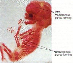Formation of the Bony Skeleton Before week 8, the human embryonic skeleton is made of fibrous membranes and hyaline cartilage.