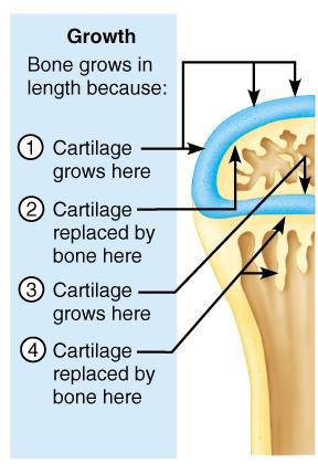 Growth in Bone Length Epiphyseal cartilage (close to the epiphysis) of the epiphyseal plate divides to create more cartilage, while the