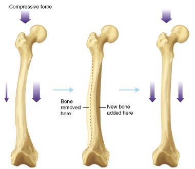 Bone Remodeling Bone is a dynamic tissue. What does that mean?