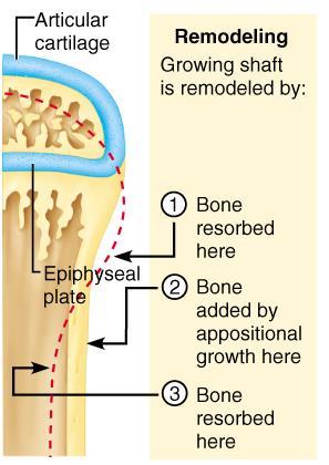 Check out the mechanism of remodeling on the right!