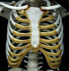 Scapulae, sternum, (shoulder blades), ribs and most bones of the skull. 4.
