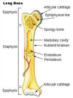 Skeletal System Con t Types of Bones Long Short Flat