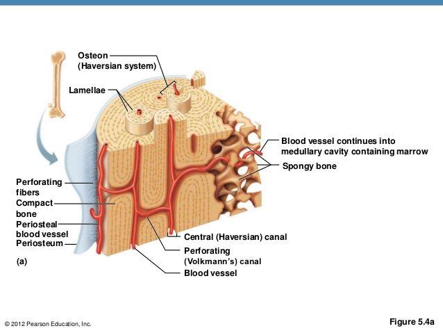MICROSCOPIC ANATOMY OF BONE Osteon (Haversian System) o Unit of bone Central (Haversian) Canal o Opening in center of
