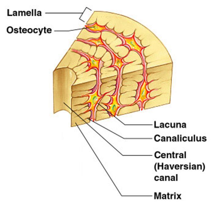 MICROSCOPIC ANATOMY OF BONE Lacunae o Cavities containing bone cells (osteocytes) o Arranged in