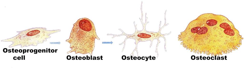 TYPES OF BONE CELLS Osteocytes o Mature bone cells Osteoblasts o Bone building cells Osteoclasts o Bone destroying