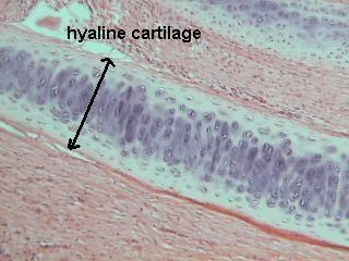 BONE FORMATION In embryos the skeleton is primarily hyaline cartilage During development