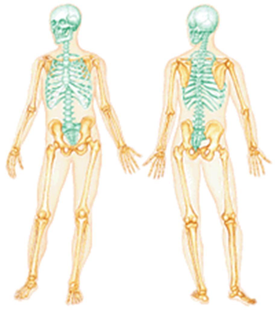 FUNCTIONS OF THE SKELETAL SYSTEM Support o Provides shape Protection o Internal organs Movement o