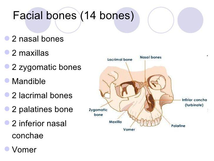 FACIAL BONES 2 nasal 2 maxillary 2 zygomatic 2