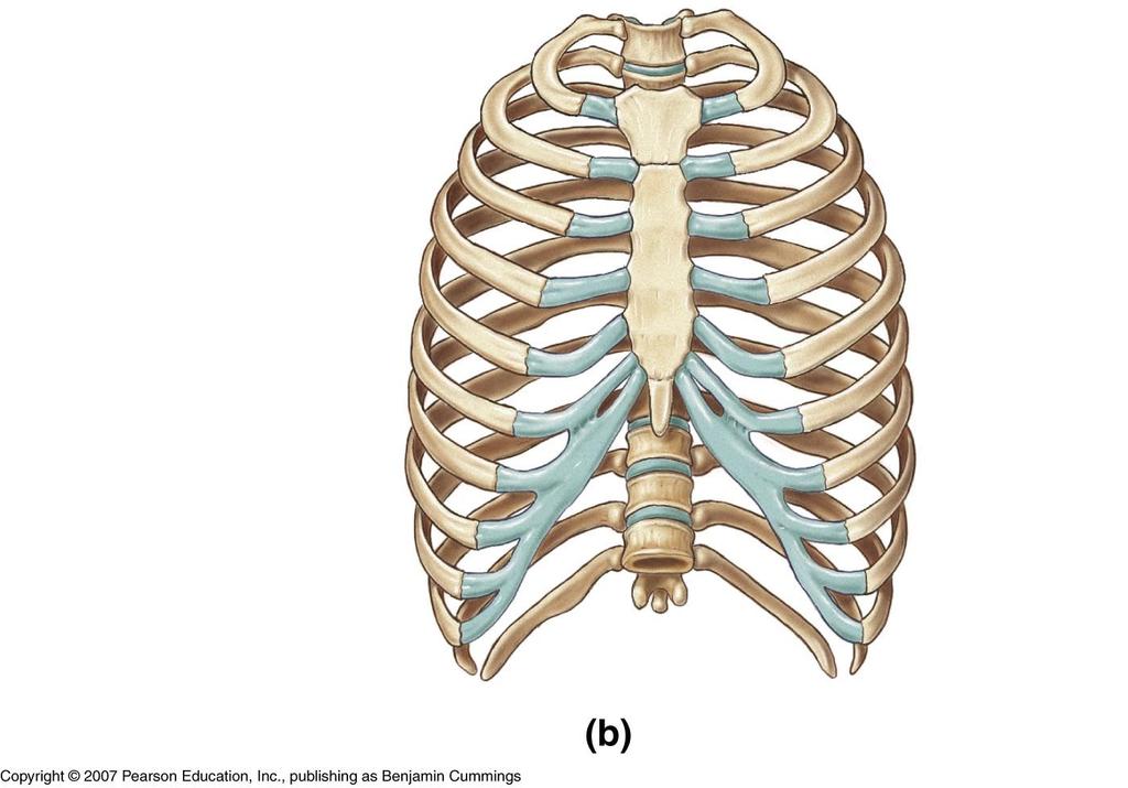 THE THORACIC CAGE (BONY THORACIC) Ribs Sternum Thoracic vertebrae Work