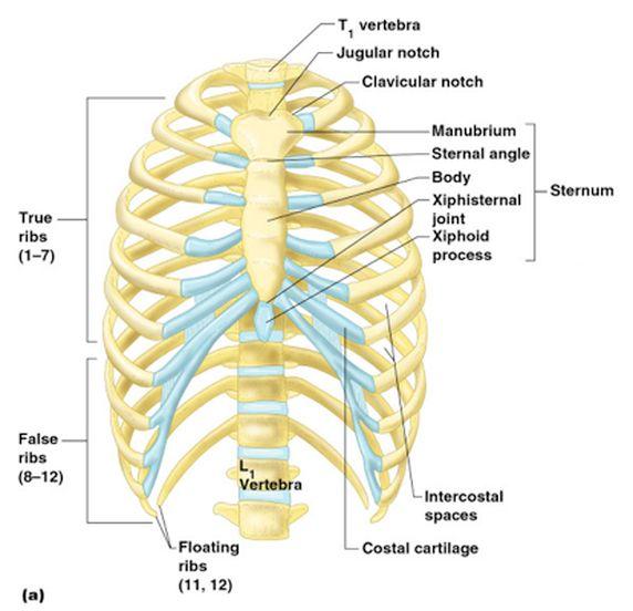 THE THORACIC
