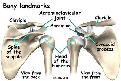THE SHOULDER COMPLEX Shoulder girdle Left & right clavicles Left and right scapula o