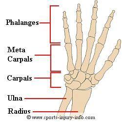 WRIST & HAND 54 bones (R & L) Carpal (8)