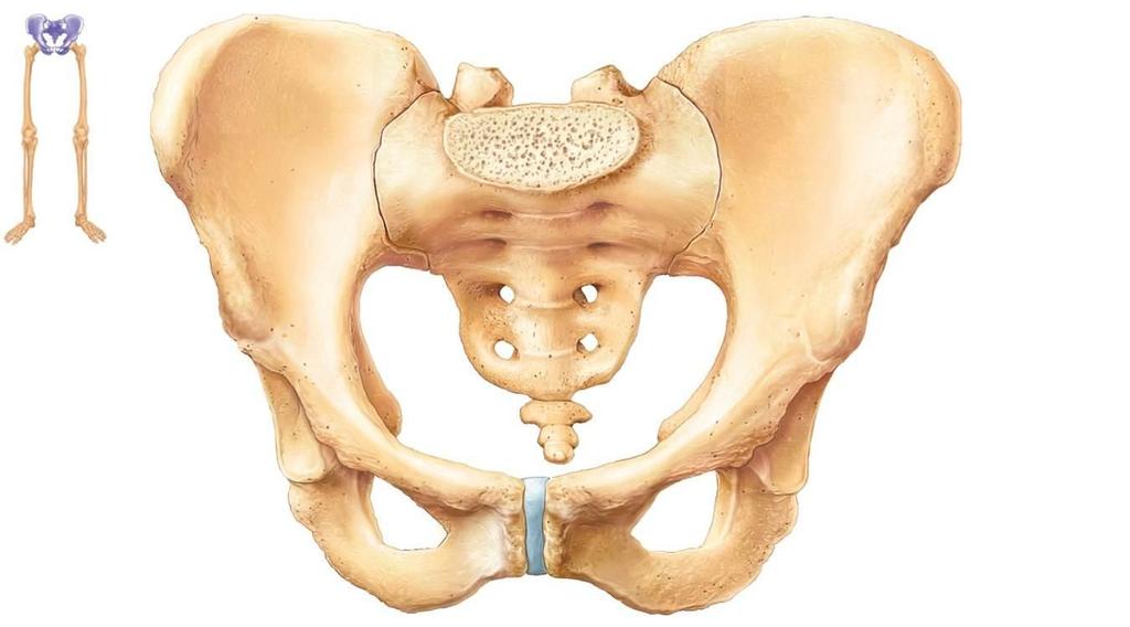 THE PELVIC GIRDLE Shelters the