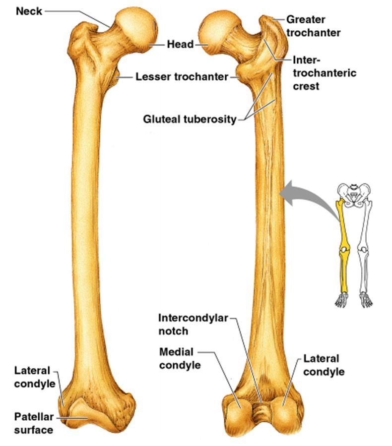 UPPER LEG - FEMUR Longest and strongest Fits snugly into