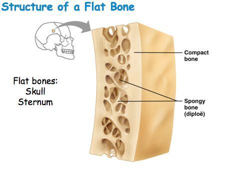 CLASSIFICATION OF BONES Flat Bones o Thin o Large surface area o Curved to some