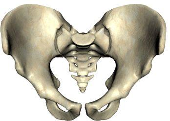 CLASSIFICATION OF BONES Irregular bones o Do