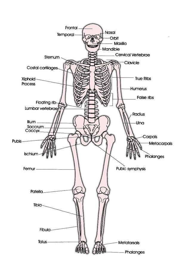 HASPI Medical Anatomy & Physiology 08a Lab Activity Name(s): Period: Date: The Skeletal System The skeletal system is primarily responsible for supporting the body and protecting vital organs.