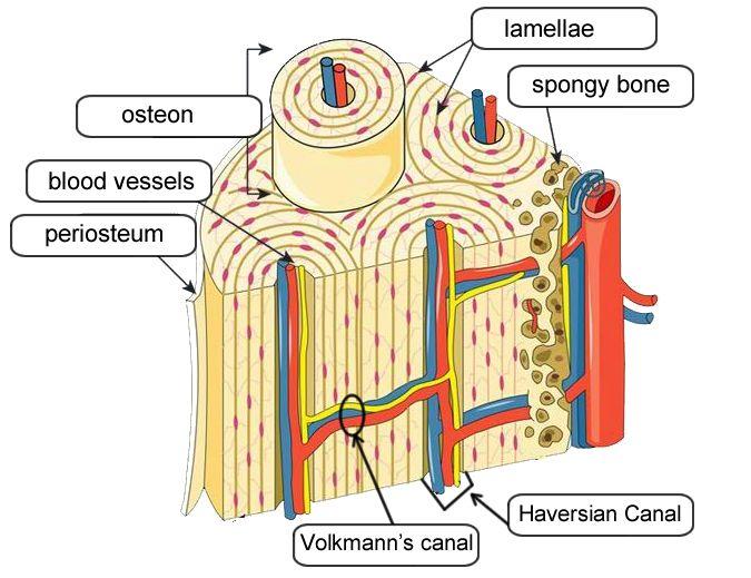 Osteocytes Haversian