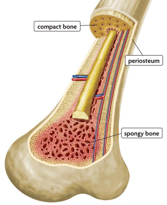 Functions of the Skeletal System Support and protection Body movement Blood cell formation =