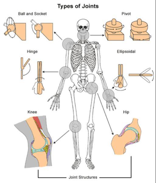 Types of Joints (articulations) 1. Synarthrotic (not moveable, aka sutures) 2.