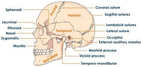 BONES OF THE SKULL 1. Frontal 2. Parietal 3. Occipital 4.