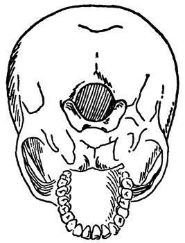 TOPOGRAPHY OF THE SKULL Foramen - refers