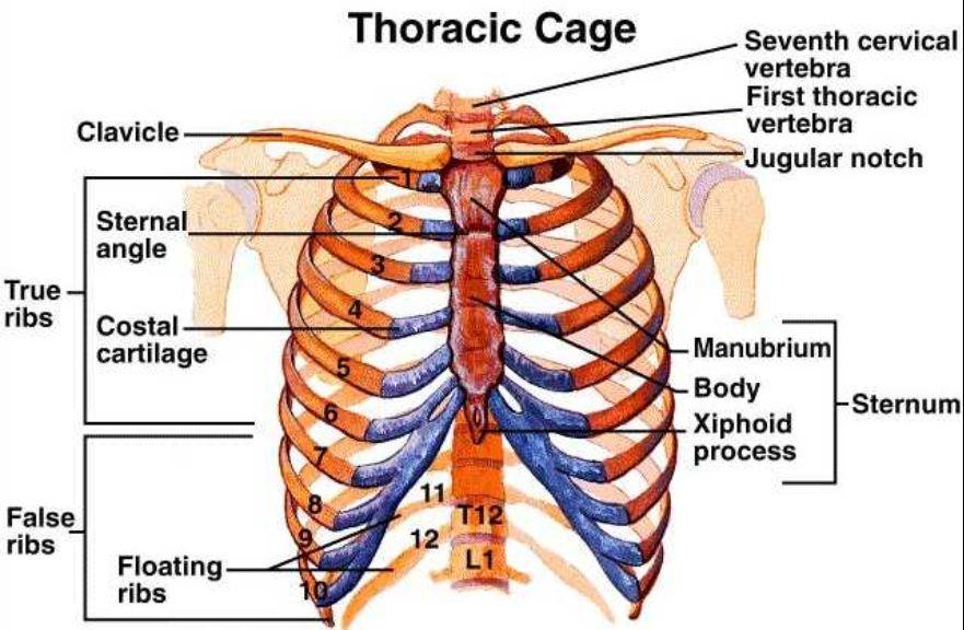 Thoracic Cage 12 pairs of ribs True Ribs = First seven