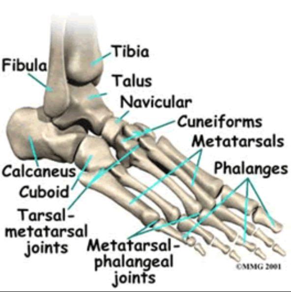Bones of the Ankle Ankle and Upper foot
