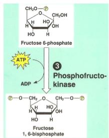 Glycolysis: Step by Step Step 3: carbon 1 phosphorylated to cause the