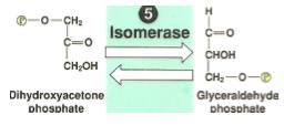 Glycolysis: Step by Step Step 5: Dihydroxyacetone (DHAP) and glyceraldehyde-3- phosphate (G3P) are isomers Only G3P