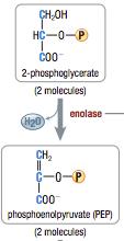 Glycolysis: Step by Step Step 9: water removed to