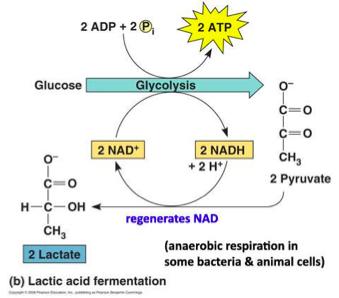 Lactic Acid Fermentation Lactate dehydrogenase converts