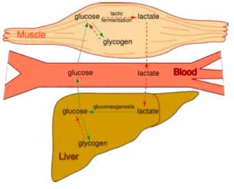 Lactic Acid Fermentation Lactic acid build up in muscle is what causes